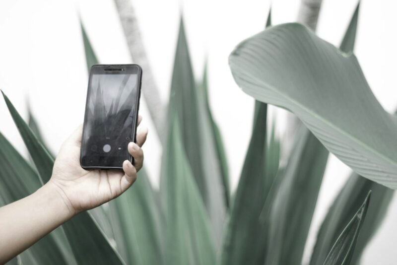 Best Plant Identification and Care App for Home Gardeners